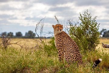 Cheetah - Portret