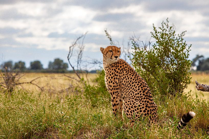 Cheetah - Portrait by Puravida - Photography and photo art