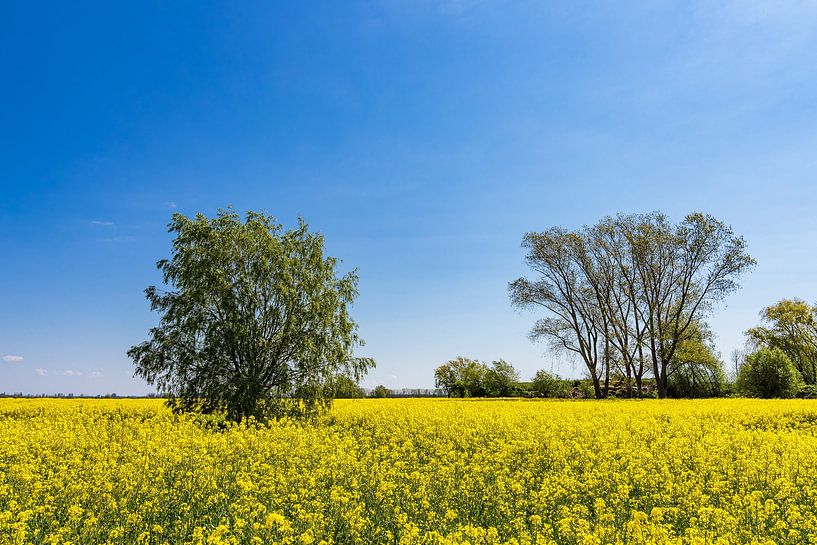 Bloeiend koolzaadveld en bomen bij Parkentin in de lente van Rico Ködder