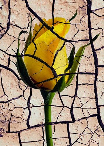 Rose cassée jaune