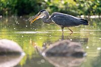 Heron with prey | Netherlands