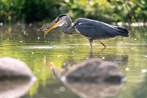 Héron avec proie | Pays-Bas
