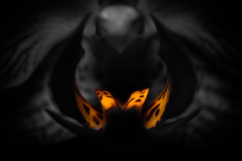 Orchid Forge by Patrick Schwarzbach
