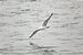 Zwevende zeemeeuw boven de Oosterschelde van 2BHAPPY4EVER.com photography & digital art