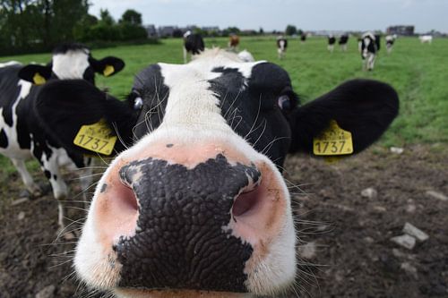 Neugierige Kuh, Nederlan