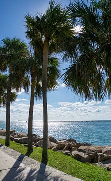 Verenigde Staten, Florida, Miami strand kustlijn met trottoir, gras, palmbomen van adventure-photos