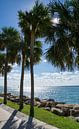 USA, Florida, Miami beach coastline with sidewalk, grass, palm trees by adventure-photos thumbnail