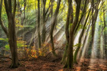 Wirf dein Licht auf mich von Lars van de Goor