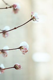 Bevroren bloem van Myrthe Vlasveld