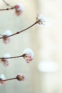 Gefrorene Blume von Myrthe Vlasveld