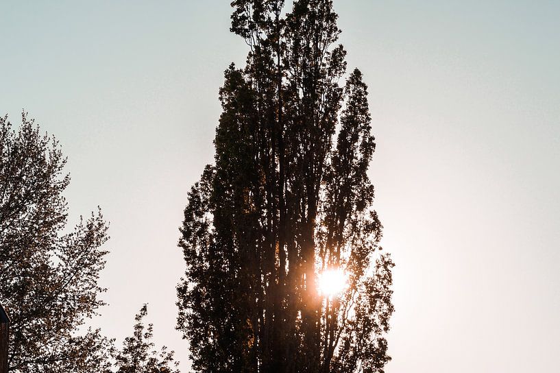 Bomen zonlicht by Jane Changart