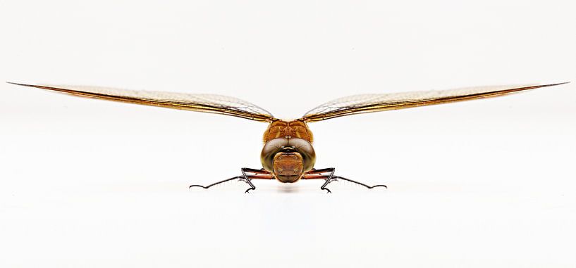 Dragonfly by Graham Forrester