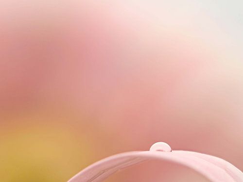 minimalist. A drop on flower petal