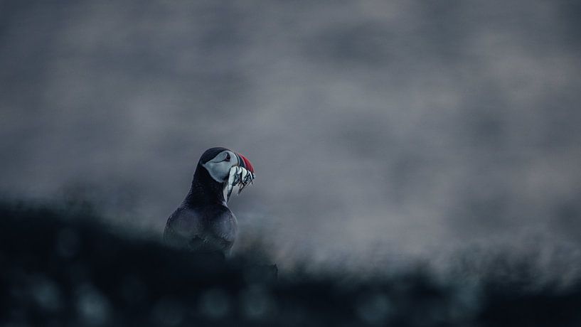 Puffin in the evening by Rene van Dam