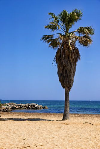 Plage et Méditerranée avec palmier flou et voiliers de Port Grimaud Vue direction Saint Tropez, Cote d'Azur