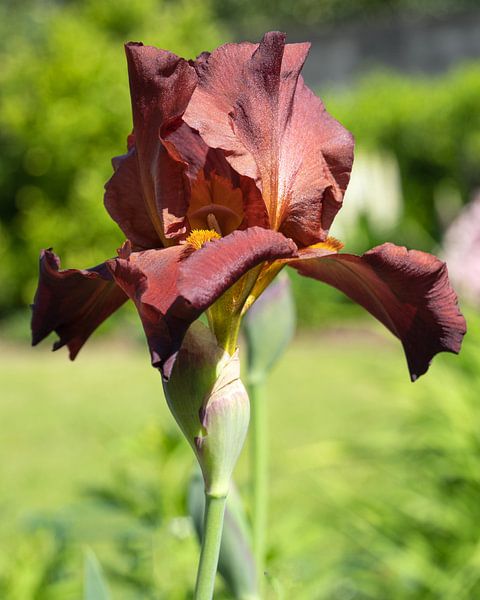 Irissen, Iris barbata van Alexander Ludwig