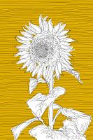 Sonnenblume