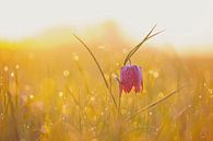 Kievitsbloem in een weiland tijdens een mooie voorjaars zonopkomst van Sjoerd van der Wal thumbnail