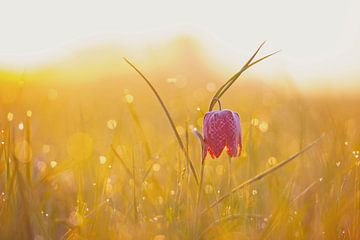 Kievitsbloem in een weiland tijdens een mooie voorjaars zonopkomst