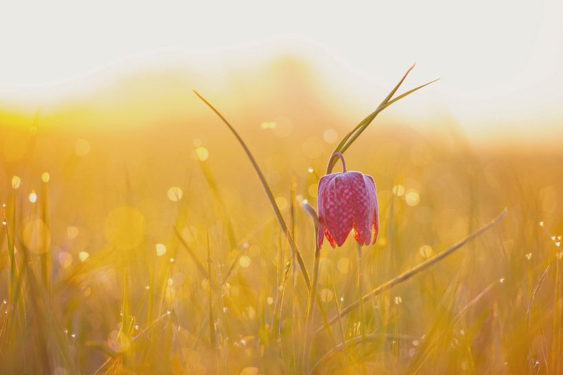 Kievitsbloem in een weiland tijdens een mooie voorjaars zonopkomst van Sjoerd van der Wal Fotografie