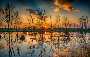 dood hout reflecties