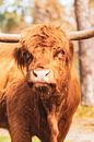 Schotse Hooglanders in het Veluwse natuurgebied van Sjoerd van der Wal Fotografie thumbnail