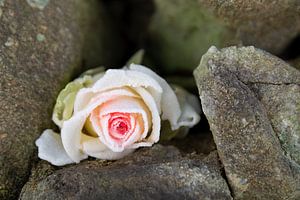 Traum der Eisprinzessin 1, gefrorene Rose