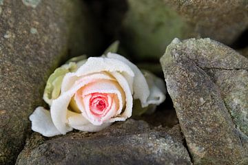 Traum der Eisprinzessin 1, gefrorene Rose von Heidemuellerin