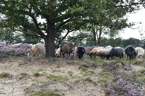 Drenthe heather sheep by Jeannette Penris