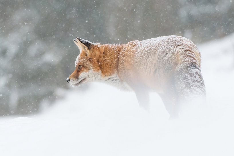 Snowy fox. by Tim Link