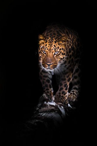 Goes on a log leopard isolated on a black background. Wild beautiful big cat in the night darkness, 