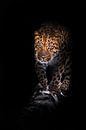 Gaat op een logboek luipaard geisoleerd op een zwarte achtergrond. Wilde mooie grote kat in de nacht van Michael Semenov thumbnail