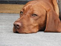 Vizsla