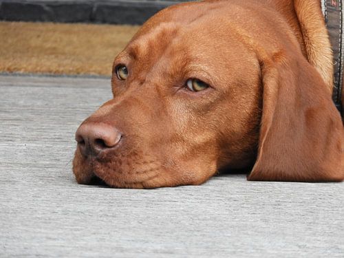 Vizsla
