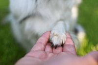 Loyal Friend