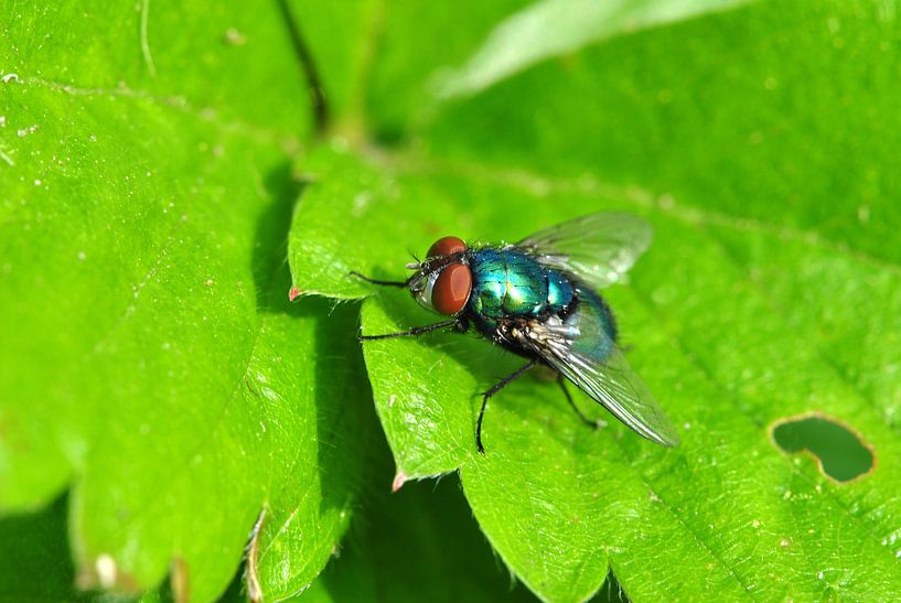 Fliege by Susanne Herppich