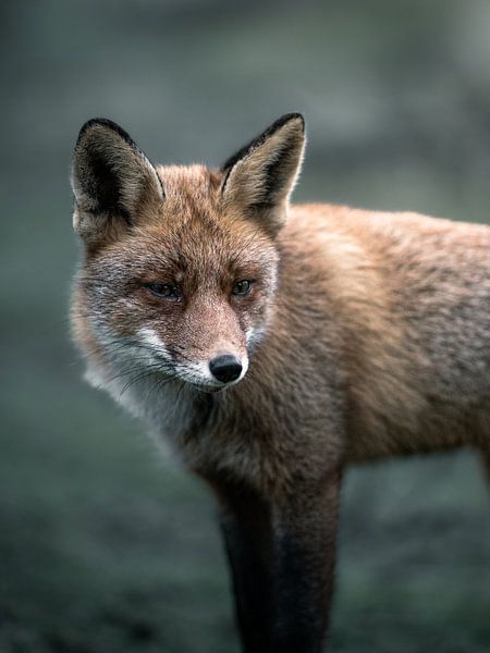 Fox portrait by Roy Kreeftenberg