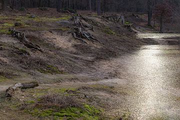 Desolate landscape, Surae, Thirsty, Oosterhout, Breda, barony, North Brabant, Netherlands, Holland. by Ad Huijben
