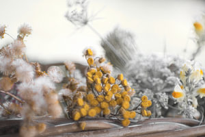 Kleurende bloemen in een kleurloos beeld