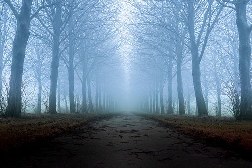 Se perdre dans la brume