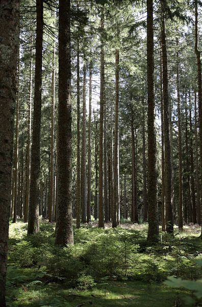 Row of trees by simone swart