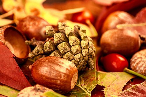 Arbores autumnales effectu