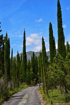 Cypress Trees Croatia by Maaike Hartgers