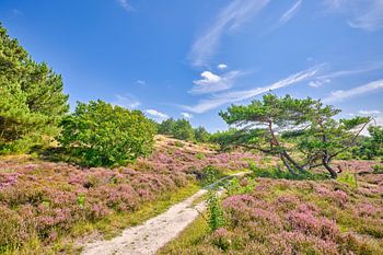 Schoorler Dünen werden lila