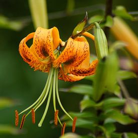 Blüte der Tigerlilie von Karsten Mücke