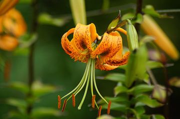 Blüte der Tigerlilie von Karsten Mücke