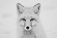 Fuchs von Poster Art Shop Miniaturansicht