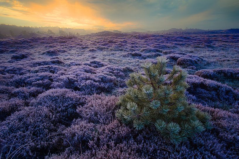Pine tree with frost by peterheinspictures