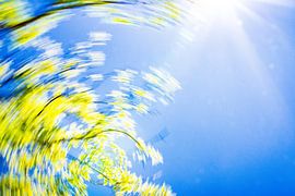 daytrails - zon - boom - draaien - abstracte kunst