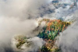 Autumn pine forest covered with clouds in Yosemite National Park by Marcel van Kammen